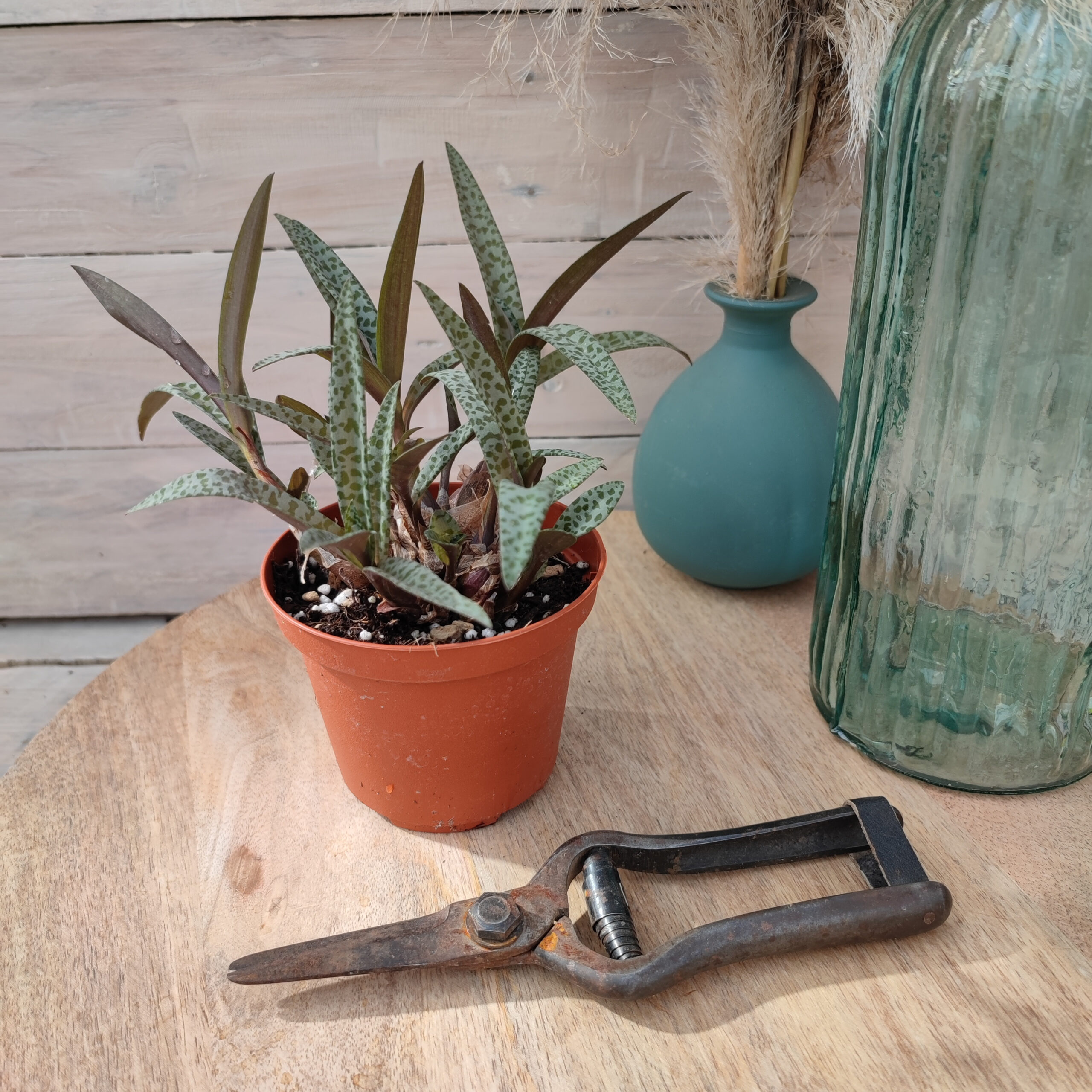 Ledebouria socialis – Image 2