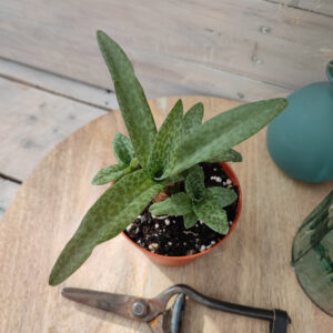 Ledebouria pauciflora