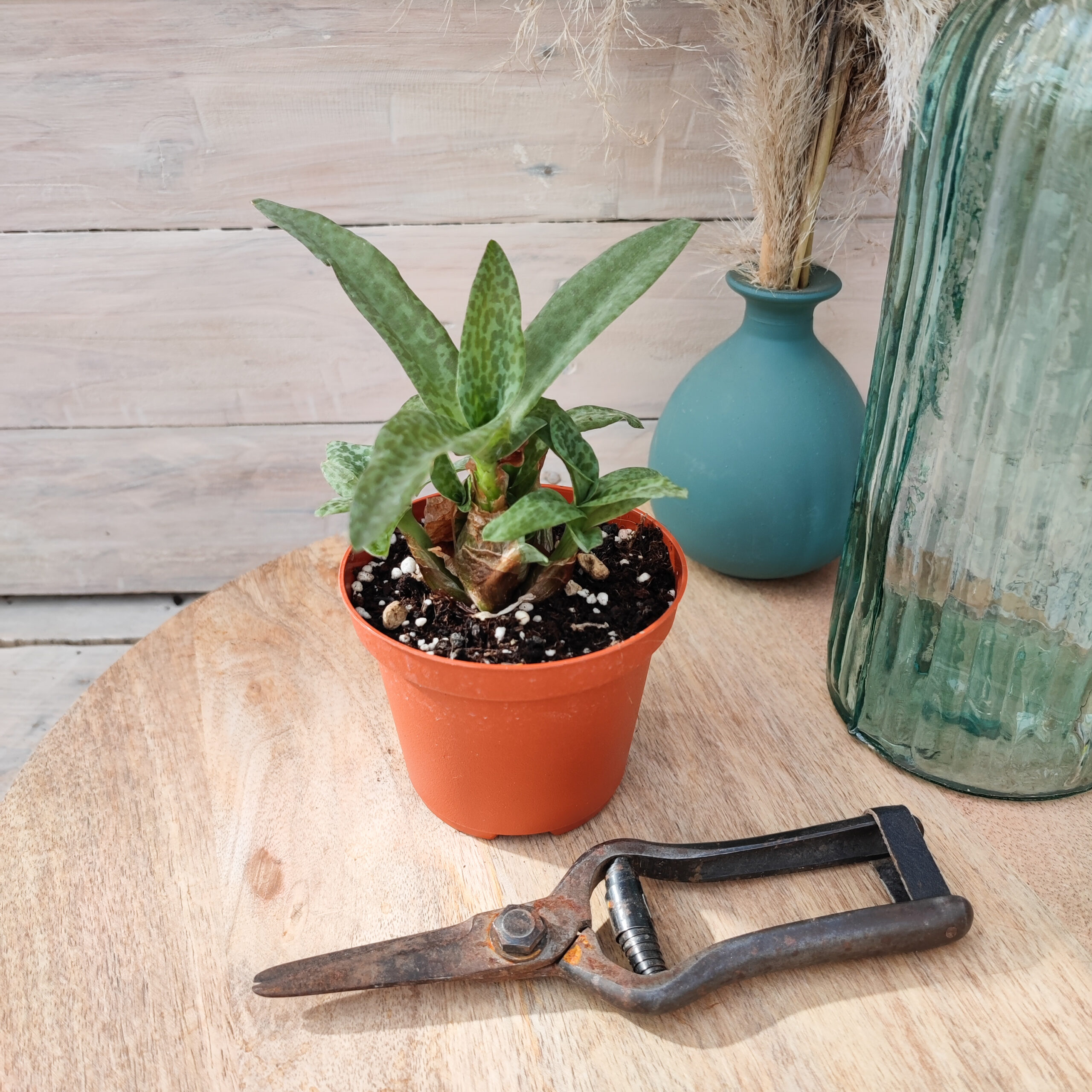 Ledebouria pauciflora – Image 2