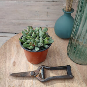 Adromischus cooperi