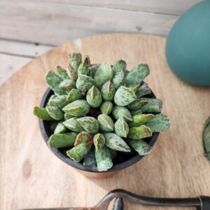 Adromischus cooperi