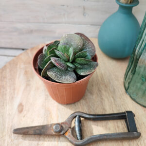 Adromischus rupicola