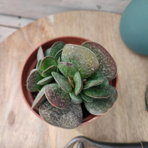 Adromischus rupicola