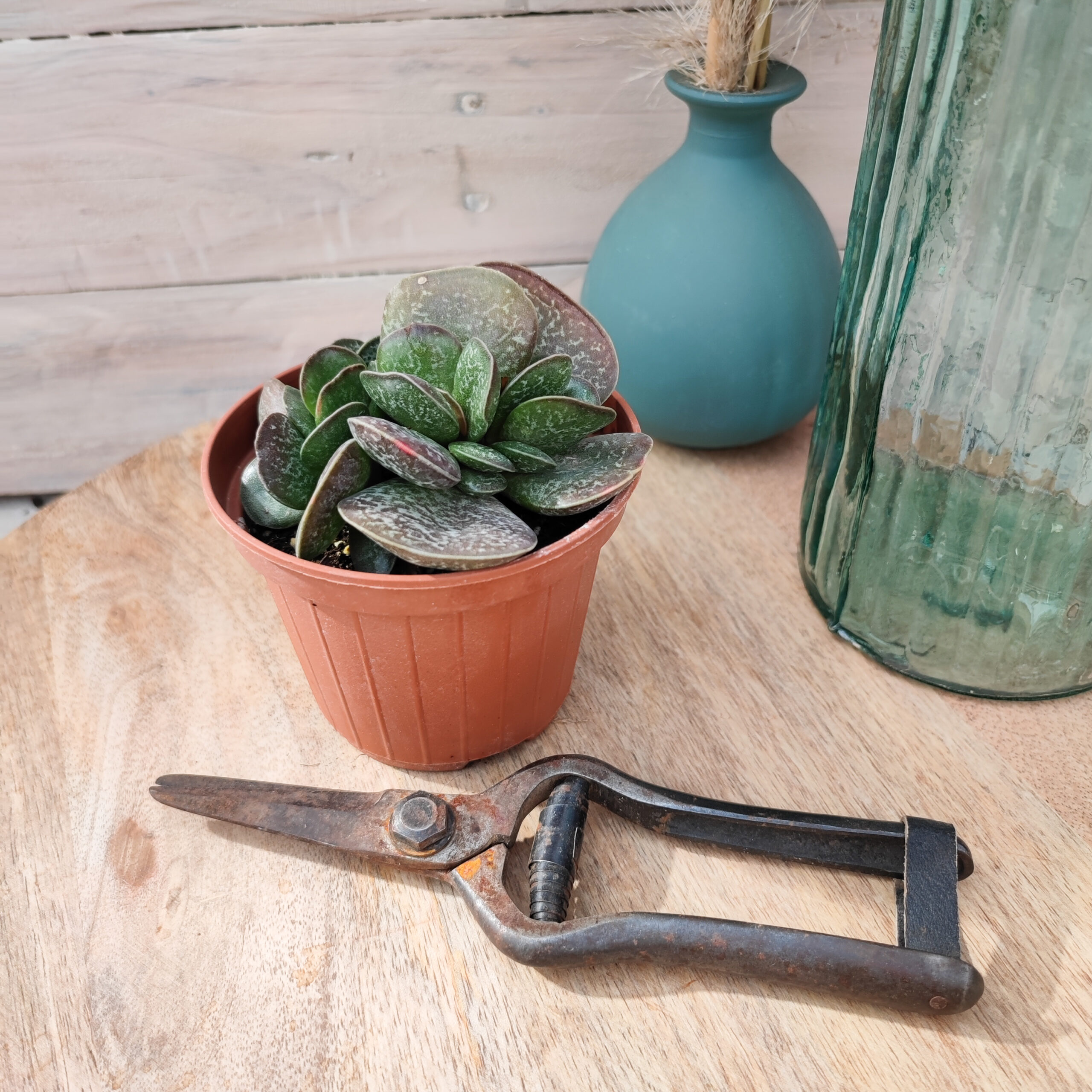 Adromischus rupicola – Image 3