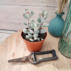 Adromischus triflorus