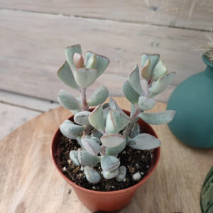 Adromischus triflorus