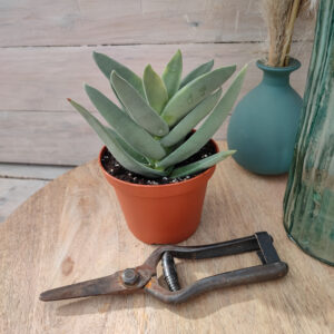 Crassula perfoliata &lsquo;Falcata&rsquo;