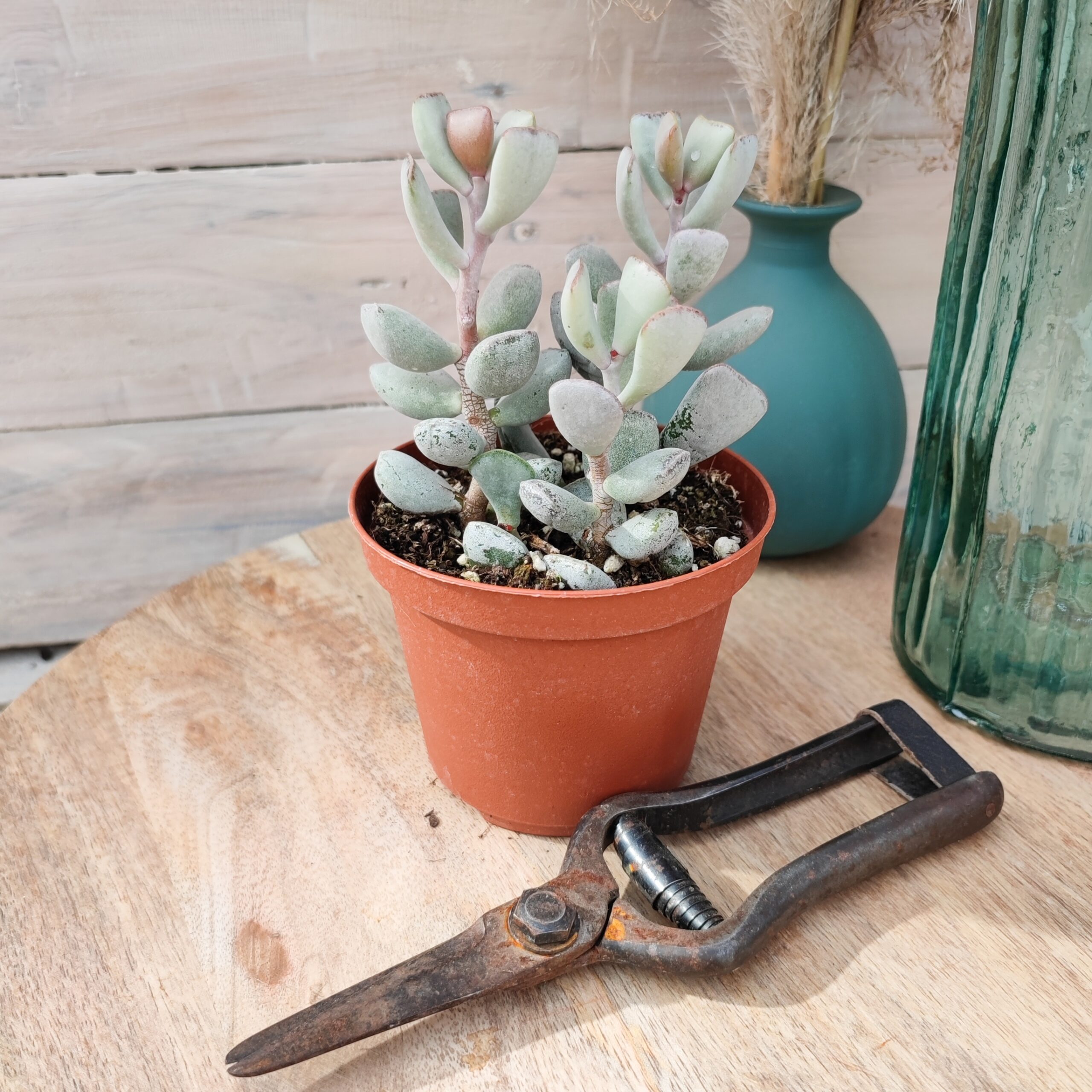 Adromischus triflorus – Image 3