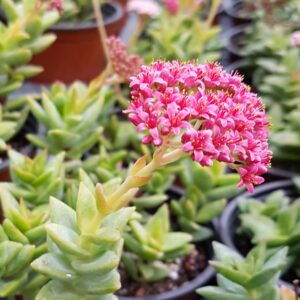Crassula &lsquo;Rosa&rsquo;
