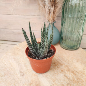 Gasterhaworthia &lsquo;Royal Highness&rsquo;