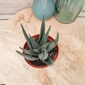 Gasterhaworthia &lsquo;Royal Highness&rsquo;