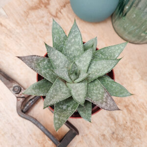 Gasteraloe cv &lsquo;Grey Ghost&rsquo;