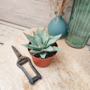 Gasteraloe cv &lsquo;Grey Ghost&rsquo;