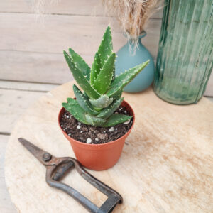 Aloe mitriformis (=Aloe perfoliata)