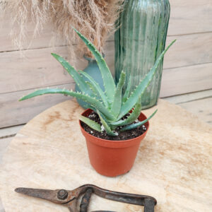 Aloe x spinosissima