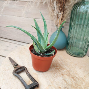 Aloe x spinosissima