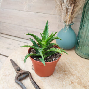 Aloe congolensis