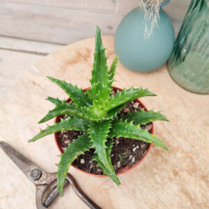 Aloe congolensis