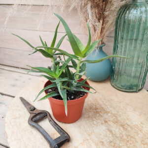 Aloe ciliaris