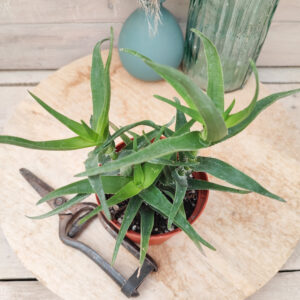 Aloe ciliaris