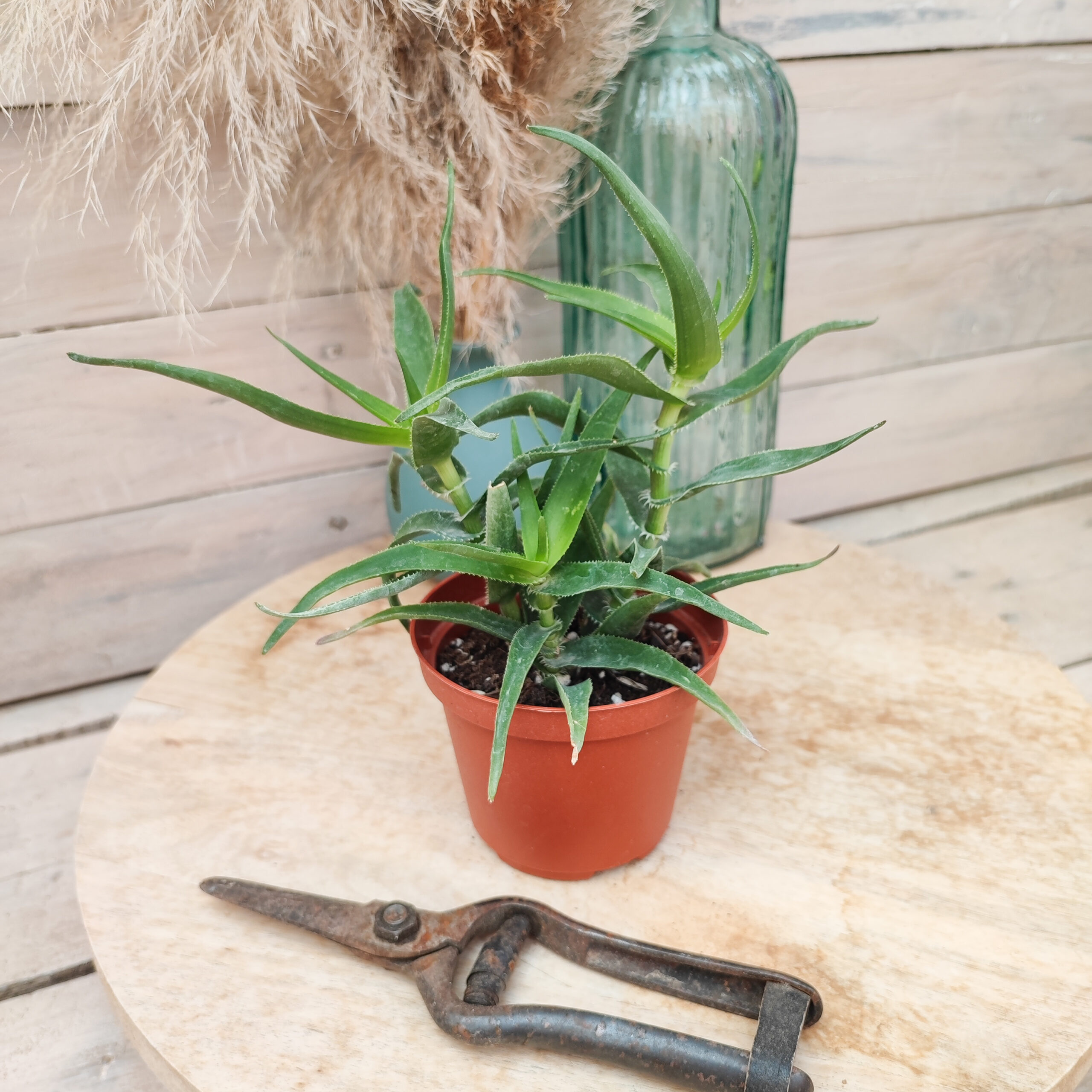 Aloe ciliaris – Image 3
