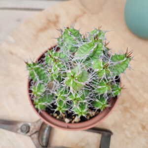 Euphorbe mitriformis