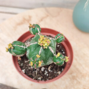 Euphorbe handiensis
