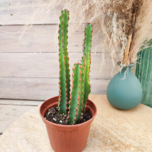 Euphorbe ledienii