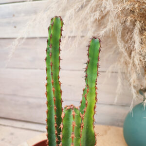 Euphorbe ledienii