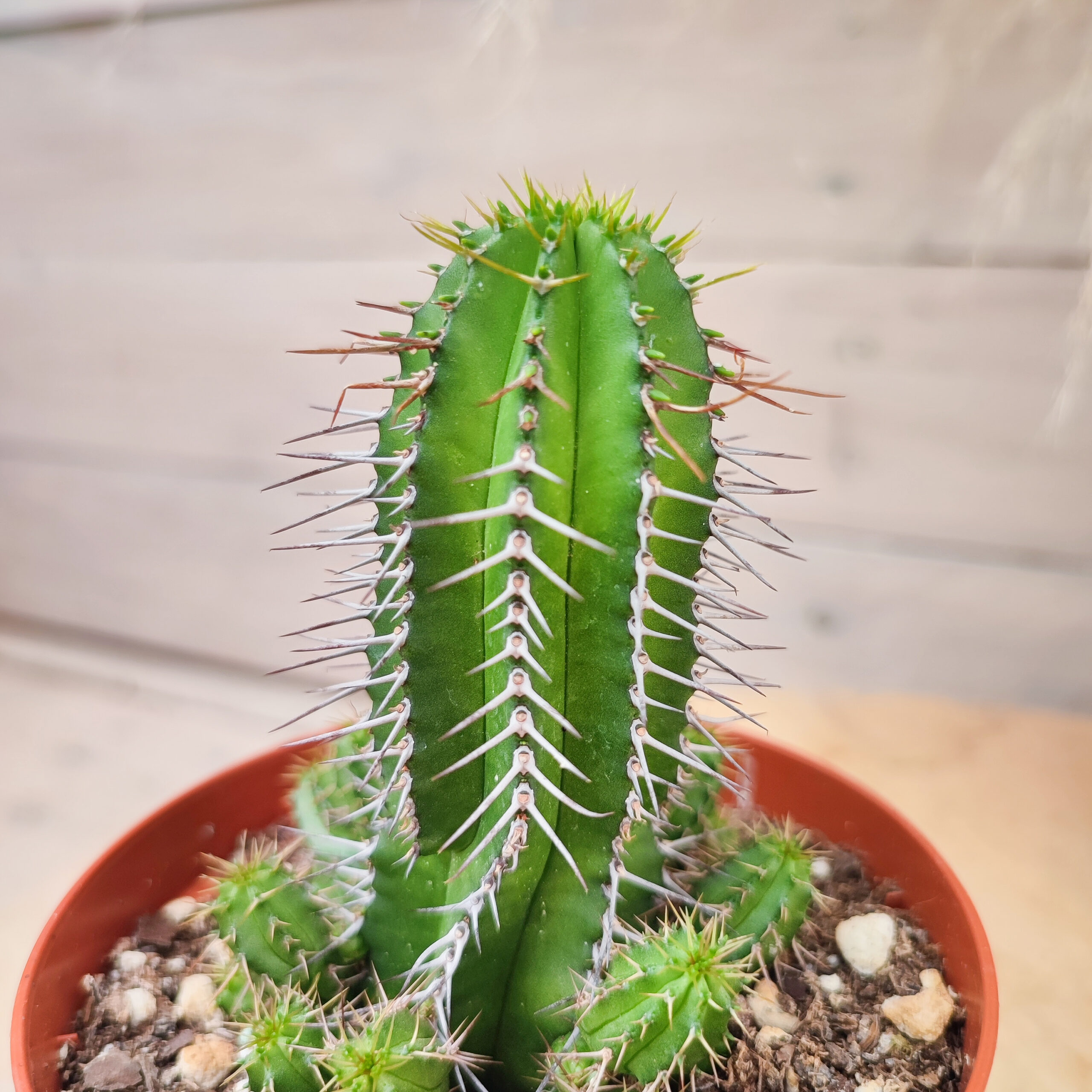 Euphorbe fruticosa – Image 2