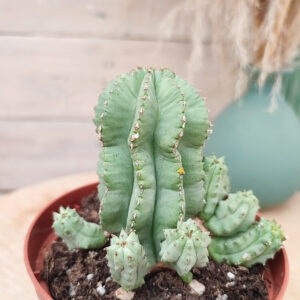 Euphorbe fruticosa inermis