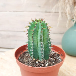Euphorbe fruticosa (grosse forme)