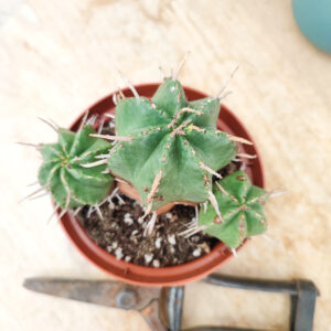 Euphorbe meloformis var. caespitosa