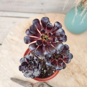 Aeonium arboreum ‘Schwarzkopf’