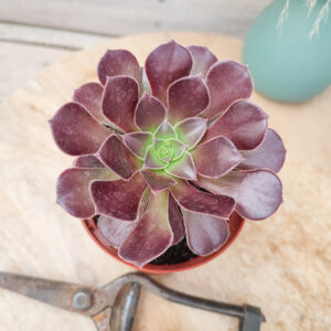 Aeonium &lsquo;Velour&rsquo;