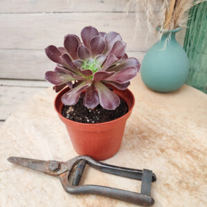 Aeonium &lsquo;Velour&rsquo;