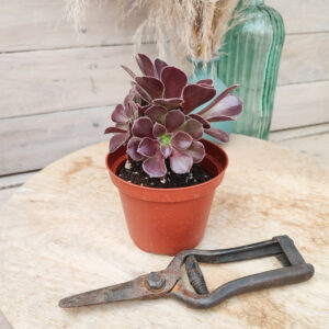 Aeonium &lsquo;Blushing Beauty&rsquo;
