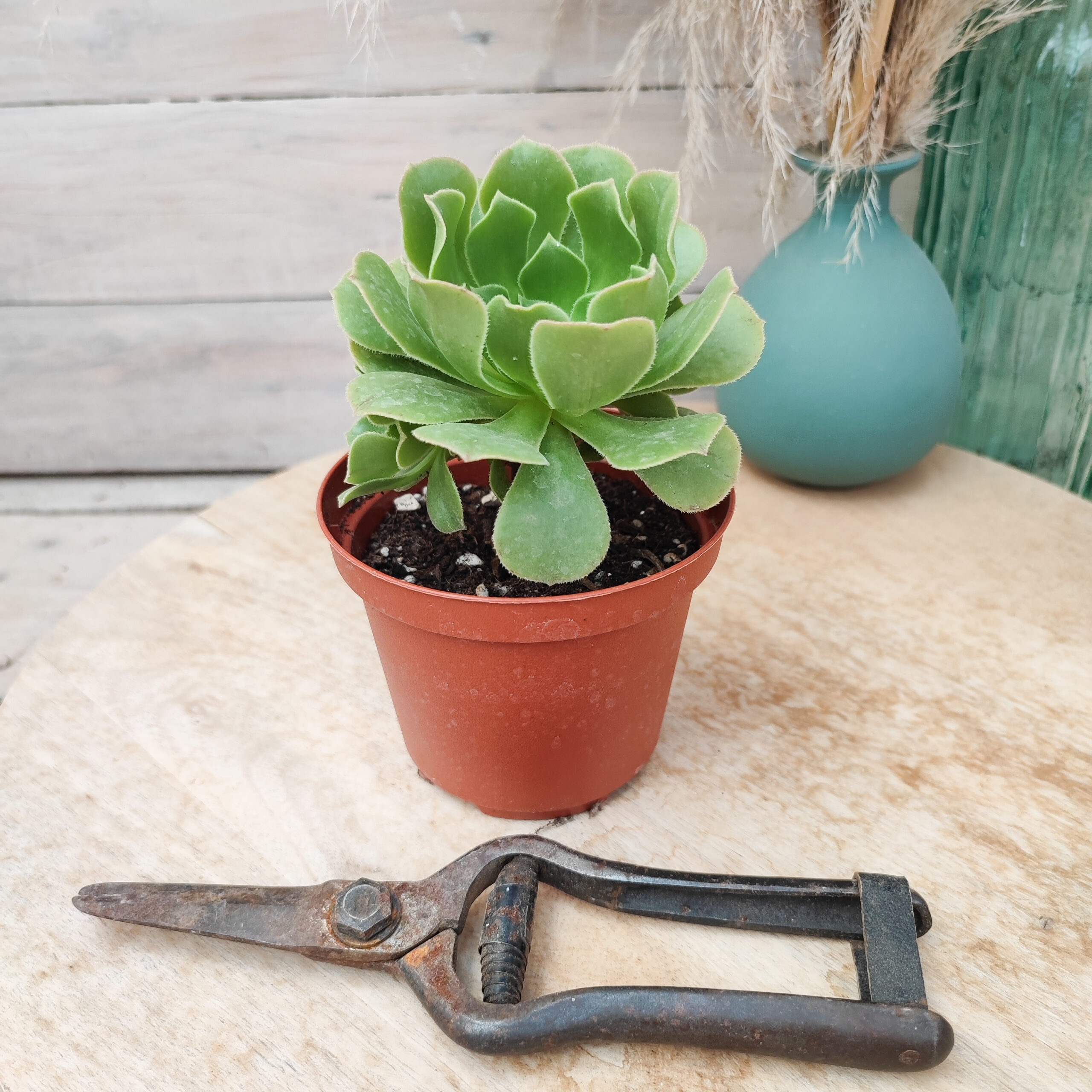 Aeonium pseudotabuliforme – Image 3