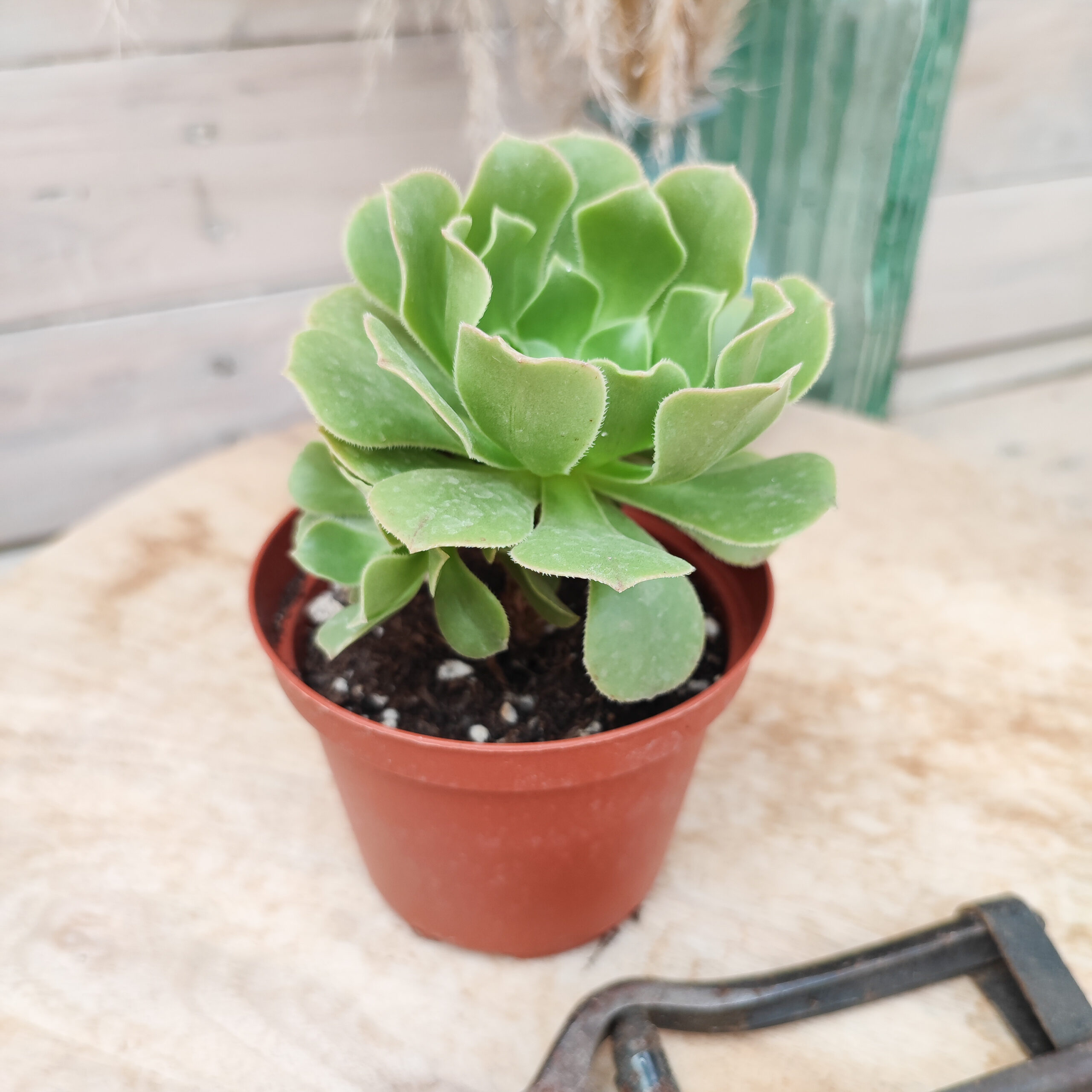 Aeonium pseudotabuliforme – Image 2