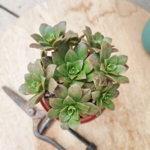 Aeonium &lsquo;Bronze Medal&rsquo;