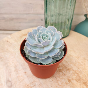 Echeveria lilacina