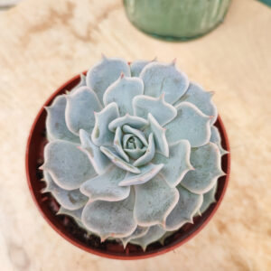 Echeveria lilacina