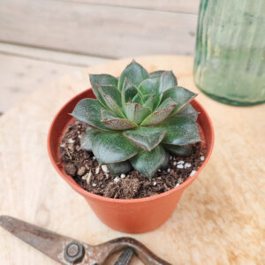 Echeveria purpusorum