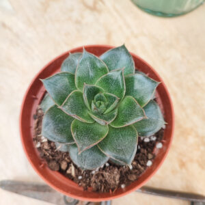 Echeveria purpusorum