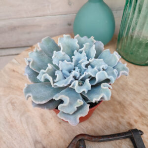 Echeveria &lsquo;Crispate Beauty&rsquo;