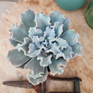 Echeveria &lsquo;Crispate Beauty&rsquo;