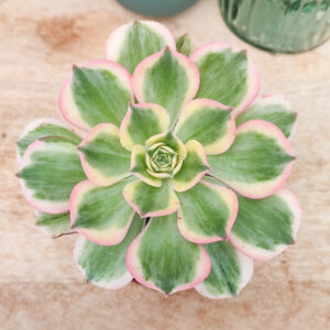 Aeonium ‘Sunburst’