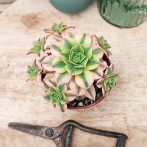 Aeonium ‘Floresens’