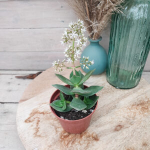 Crassula lactea