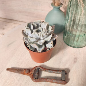 Echeveria &lsquo;Thriller Pearl&rsquo;